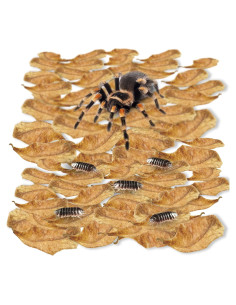 Hojas Mini Catappa SunGrow 100 Pzas para Arañas e Isópodos