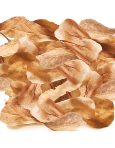 Hojas Mini Catappa SunGrow 100 Pzas para Arañas e Isópodos 2