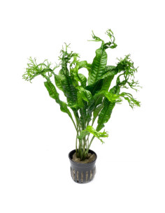 Helecho de Java Windelov Acuático - Planta en Maceta 15 cm