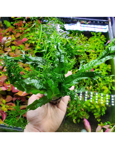 Helecho de Java Windelov Acuático - Planta en Maceta 15 cm