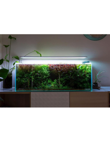 Helecho de Java Windelov Acuático - Planta en Maceta 15 cm