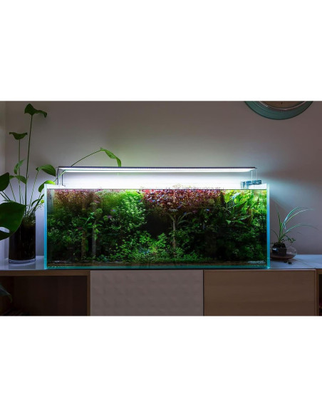 Helecho de Java Windelov Acuático - Planta en Maceta 15 cm