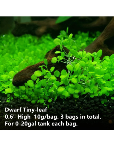 Paquete de 3 Plantas Acuáticas ZUQOVI - Césped Real para Acuario