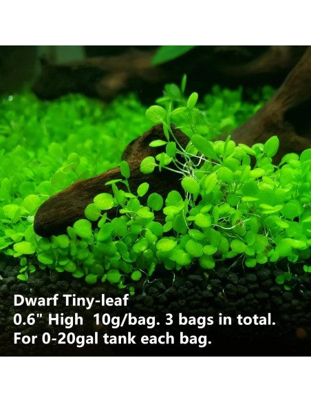 Paquete de 3 Plantas Acuáticas ZUQOVI - Césped Real para Acuario