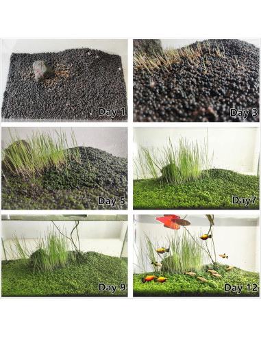 Paquete de 3 Plantas Acuáticas ZUQOVI - Césped Real para Acuario