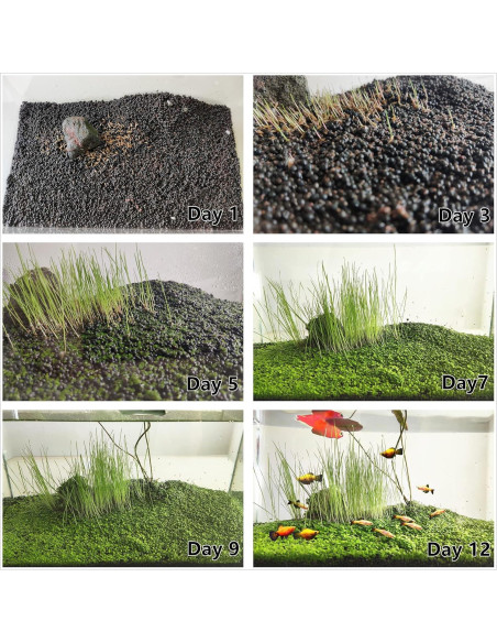 Paquete de 3 Plantas Acuáticas ZUQOVI - Césped Real para Acuario