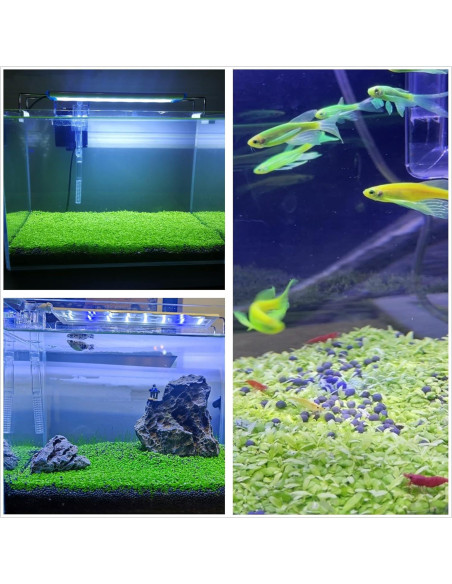 Paquete de 3 Plantas Acuáticas ZUQOVI - Césped Real para Acuario