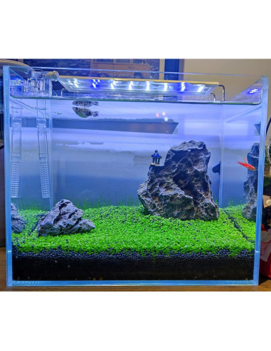 Paquete de 3 Plantas Acuáticas ZUQOVI - Césped Real para Acuario