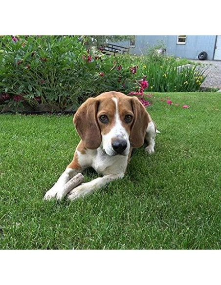 Astas de Alce Premium para Perros Pequeños Elkhorn 10-15 cm