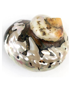 Conchas Turbo Sarmaticus Africanas Naturales 9-10 cm - Mundos