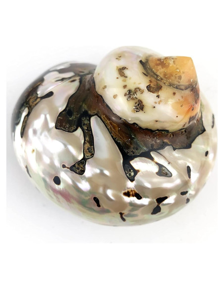 Conchas Turbo Sarmaticus Africanas Naturales 9-10 cm - Mundos