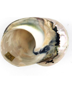 Conchas Turbo Sarmaticus Africanas Naturales 9-10 cm - Mundos 2