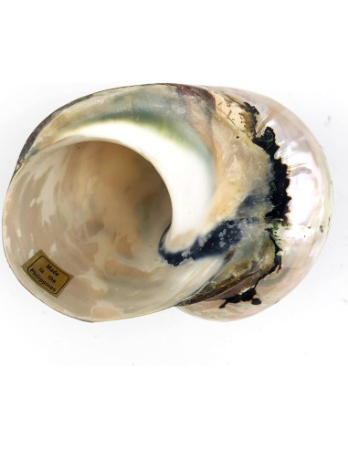 Conchas Turbo Sarmaticus Africanas Naturales 9-10 cm - Mundos