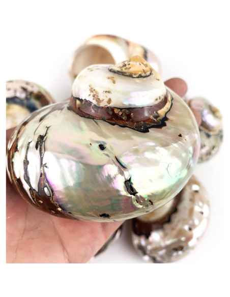 Conchas Turbo Sarmaticus Africanas Naturales 9-10 cm - Mundos