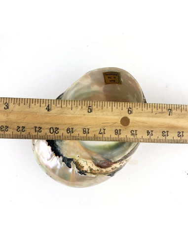 Conchas Turbo Sarmaticus Africanas Naturales 9-10 cm - Mundos