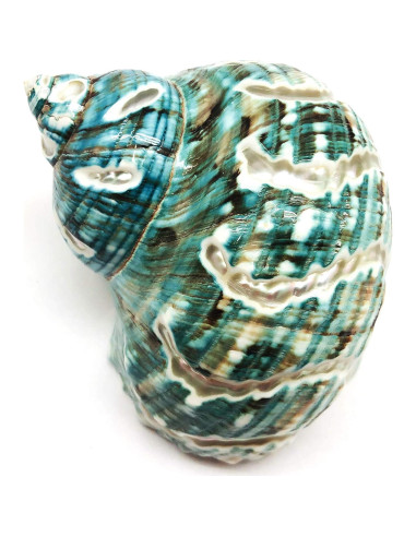 Concha Turbo Espiral de Jade PEPPERLONELY 8.9-10.2 cm