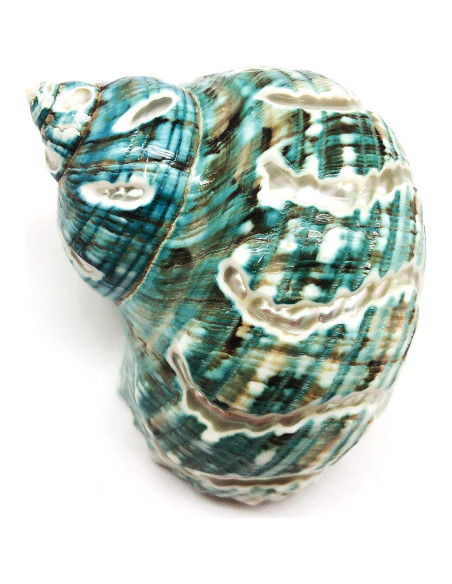 Concha Turbo Espiral de Jade PEPPERLONELY 8.9-10.2 cm