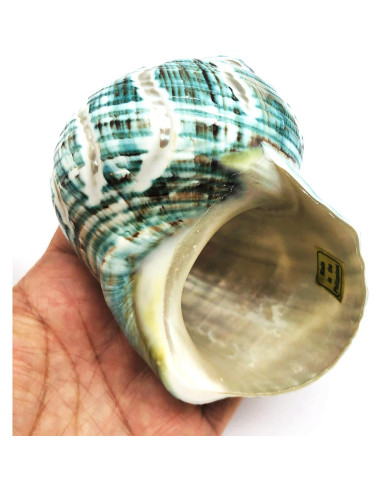 Concha Turbo Espiral de Jade PEPPERLONELY 8.9-10.2 cm