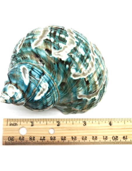 Concha Turbo Espiral de Jade PEPPERLONELY 8.9-10.2 cm