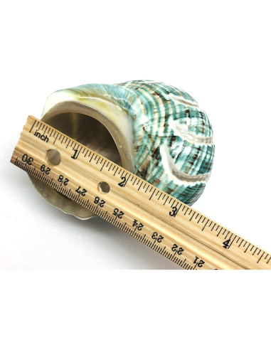 Concha Turbo Espiral de Jade PEPPERLONELY 8.9-10.2 cm