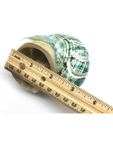 Concha Turbo Espiral de Jade PEPPERLONELY 8.9-10.2 cm