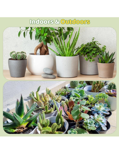 Mezcla de Suelo para Cactus y Suculentas 0.22kg Doter