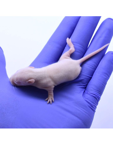 Ratas Congeladas Fuzzies MiceDirect 15 Unidades 5-6.35 cm