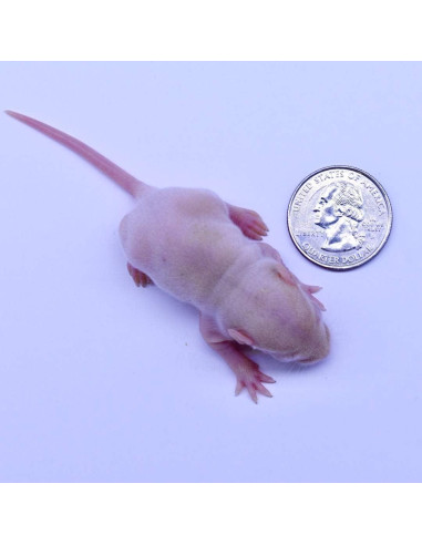 Ratas Congeladas Fuzzies MiceDirect 15 Unidades 5-6.35 cm