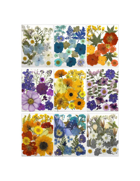 180 Flores Secas Prensadas Buzidao para Manualidades DIY