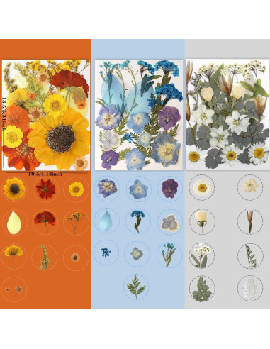 180 Flores Secas Prensadas Buzidao para Manualidades DIY