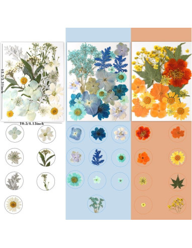 180 Flores Secas Prensadas Buzidao para Manualidades DIY