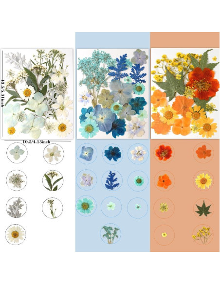 180 Flores Secas Prensadas Buzidao para Manualidades DIY