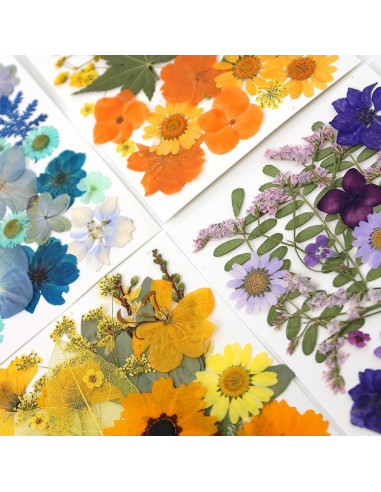 180 Flores Secas Prensadas Buzidao para Manualidades DIY