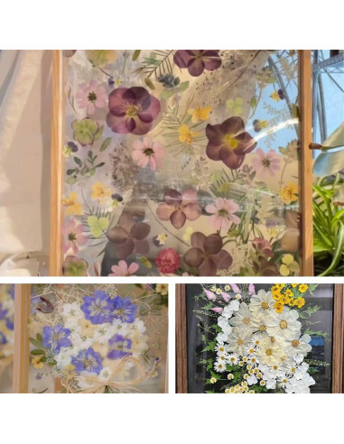 180 Flores Secas Prensadas Buzidao para Manualidades DIY