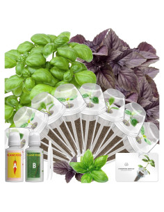 Kit de Vaso Hidropónico LYKOCLEAN 8 Vasos con Albahaca