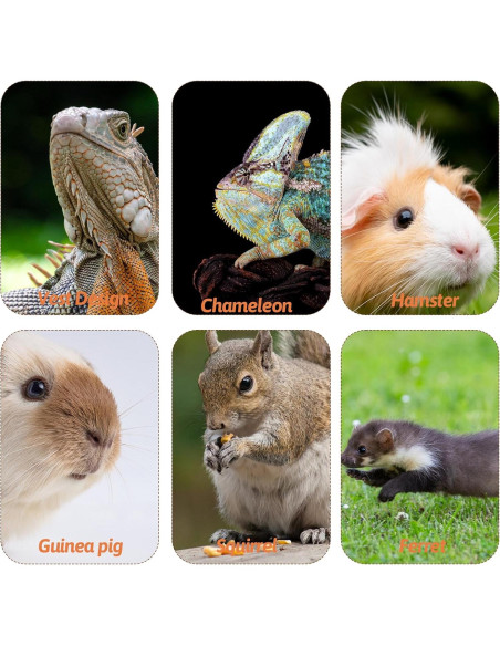 Conjunto de Arnés y Correa Ajustable JIYIN para Reptiles