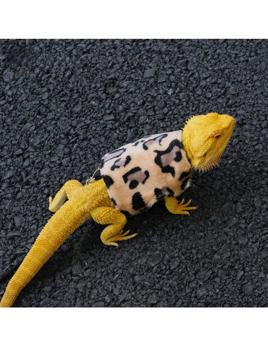 Conjunto Arnés y Correa Dragón Barbudo SEZDEKI Marrón