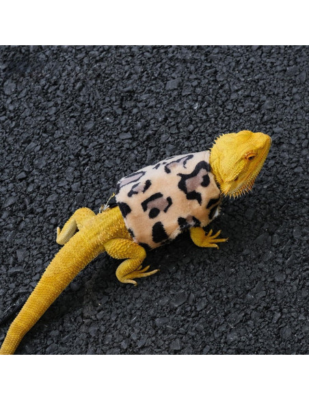 Conjunto Arnés y Correa Dragón Barbudo SEZDEKI Marrón Conjunto Arnés y Correa Dragón Barbudo SEZDEKI Marrón