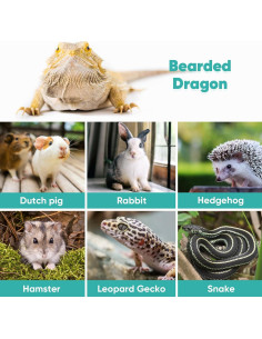 Portador de Dragón Barbudo Yibei con Correa Ajustable 4 Tamaños 2