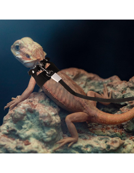 Conjunto Arnés y Correa Retráctil Dragón Barbudo Gosknor