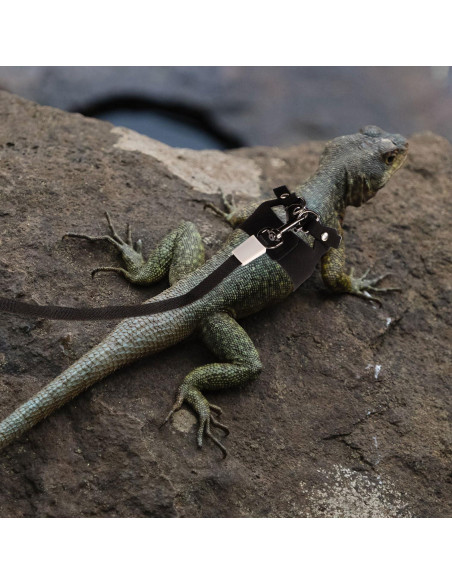 Conjunto Arnés y Correa Retráctil Dragón Barbudo Gosknor