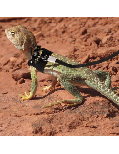 Conjunto Arnés y Correa Retráctil Dragón Barbudo Gosknor