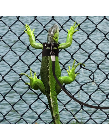 Conjunto Arnés y Correa Retráctil Dragón Barbudo Gosknor