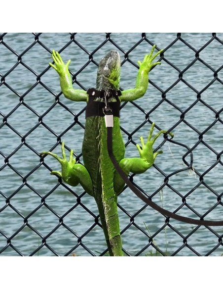 Conjunto Arnés y Correa Retráctil Dragón Barbudo Gosknor