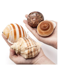 Juego de 4 Conchas de Cangrejo Ermitaño Seleccionadas a Mano