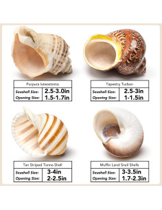 Juego de 4 Conchas de Cangrejo Ermitaño Seleccionadas a Mano 2