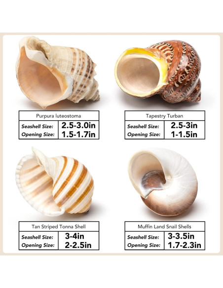 Juego de 4 Conchas de Cangrejo Ermitaño Seleccionadas a Mano