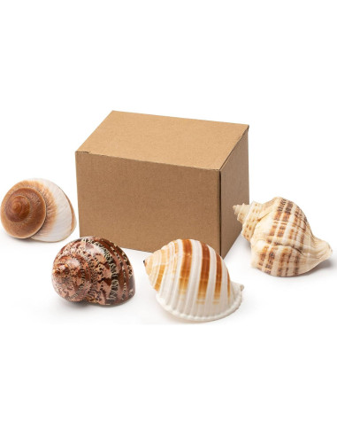 Juego de 4 Conchas de Cangrejo Ermitaño Seleccionadas a Mano