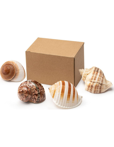 Juego de 4 Conchas de Cangrejo Ermitaño Seleccionadas a Mano
