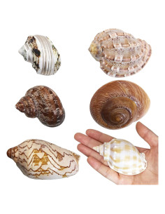 Conchas para Cangrejo Ermitaño Kathson 6 Pcs Tamaño 5-8.9 cm
